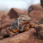 Isla Seymour Norte - Galápagos land iguana (Conolophus subcristatus): Samec leguána galapážského bedlivě střežící své teritorium.