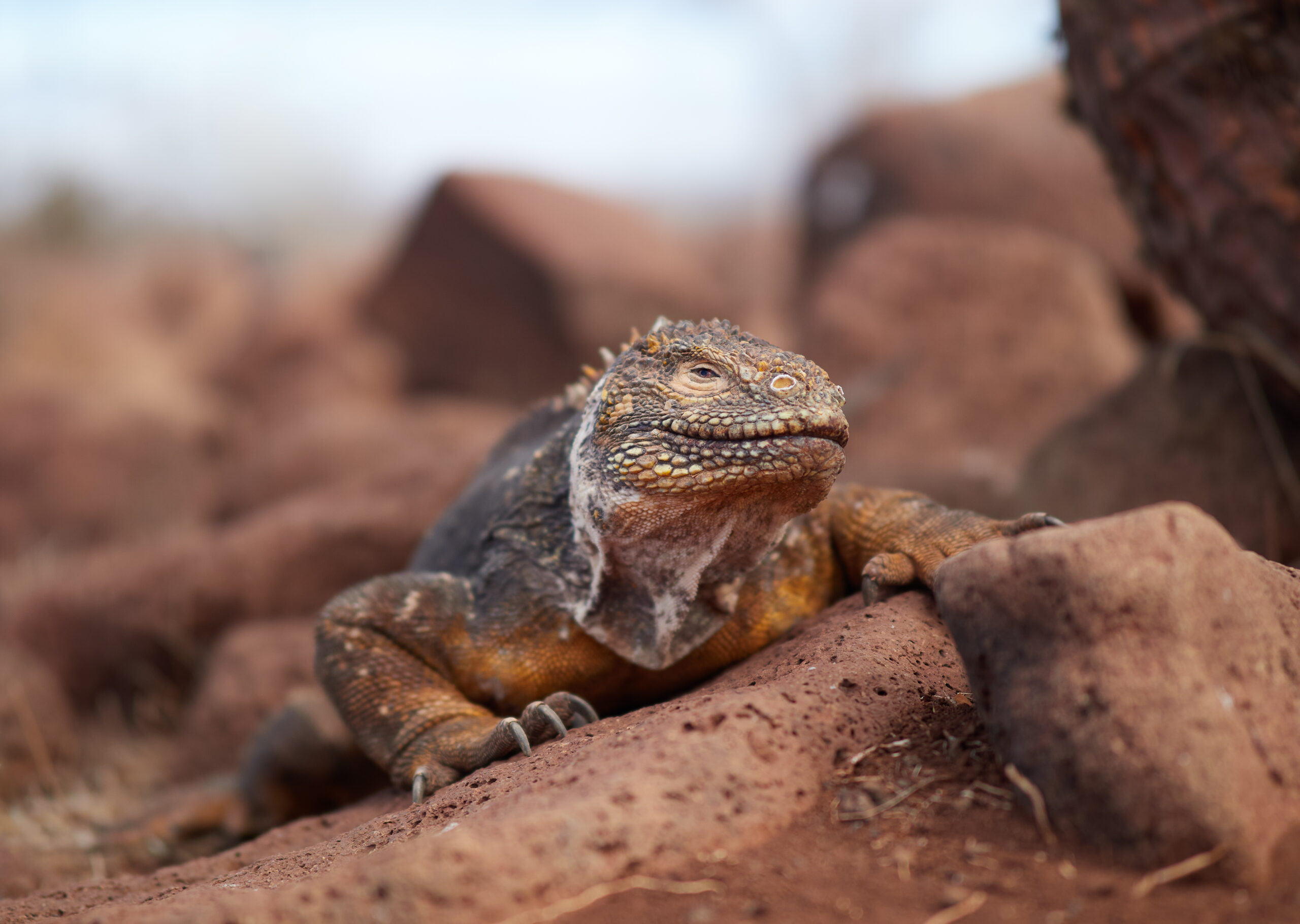 Isla Seymour Norte - Galápagos land iguana (Conolophus subcristatus): Samec leguána galapážského bedlivě střežící své teritorium.