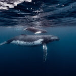 Darwin Island – Humpback whale (Megaptera novaeangliae): Samice keporkaka s mládětem diving freediving