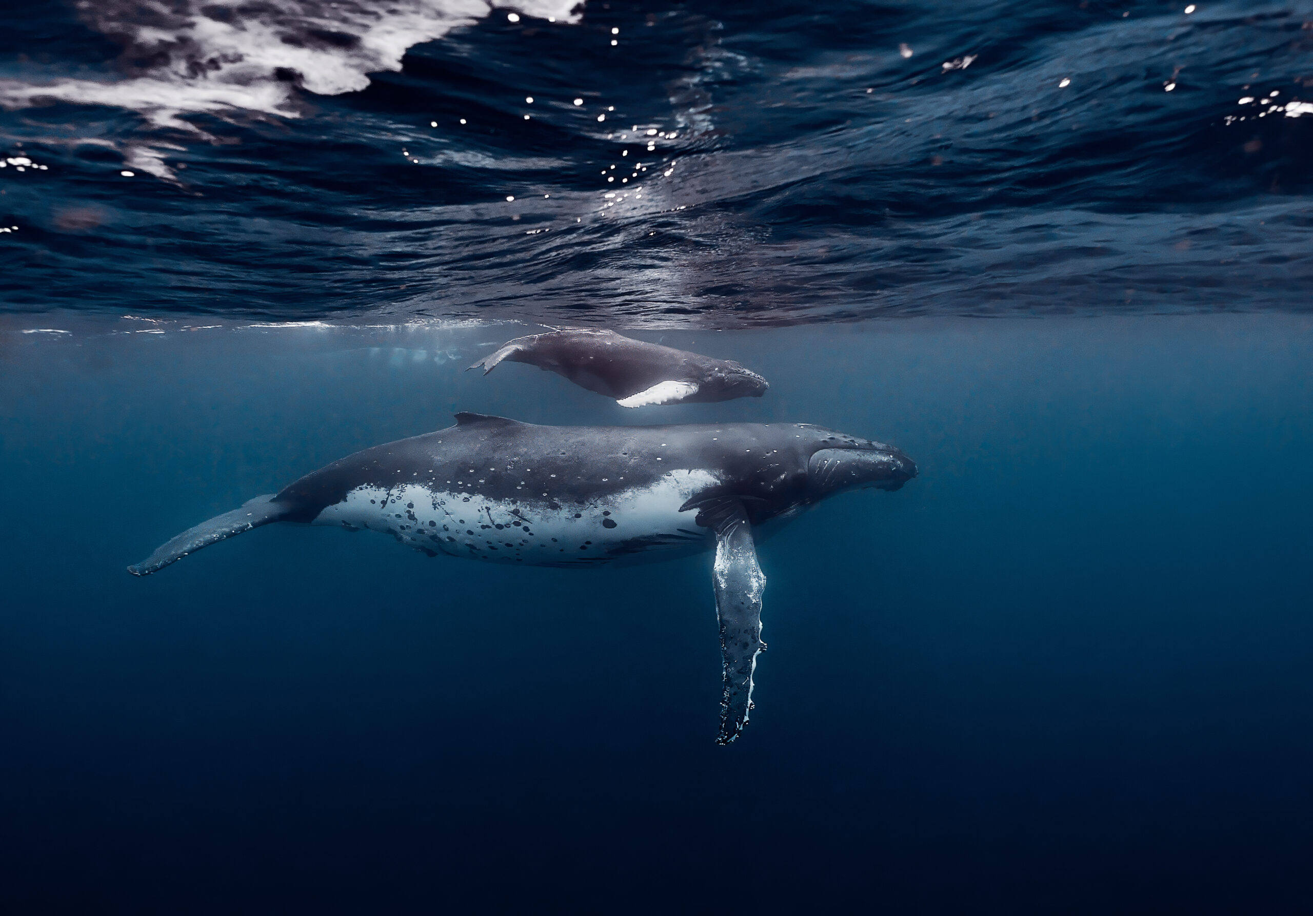 Darwin Island – Humpback whale (Megaptera novaeangliae): Samice keporkaka s mládětem diving freediving 