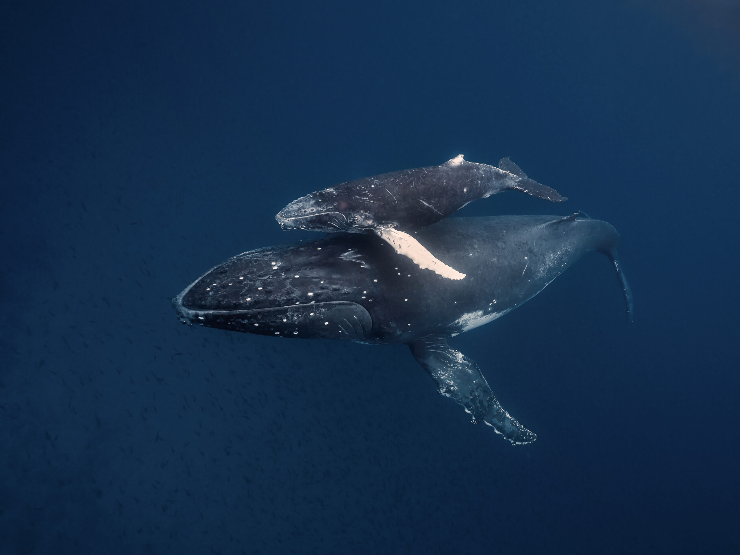 Darwin Island – Humpback whale (Megaptera novaeangliae): Samice keporkaka s mládětem