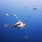 Darwin's Arch - Scalloped hammerhead shark (Sphyrna lewini) / Kladivoun bronzový freediving diving