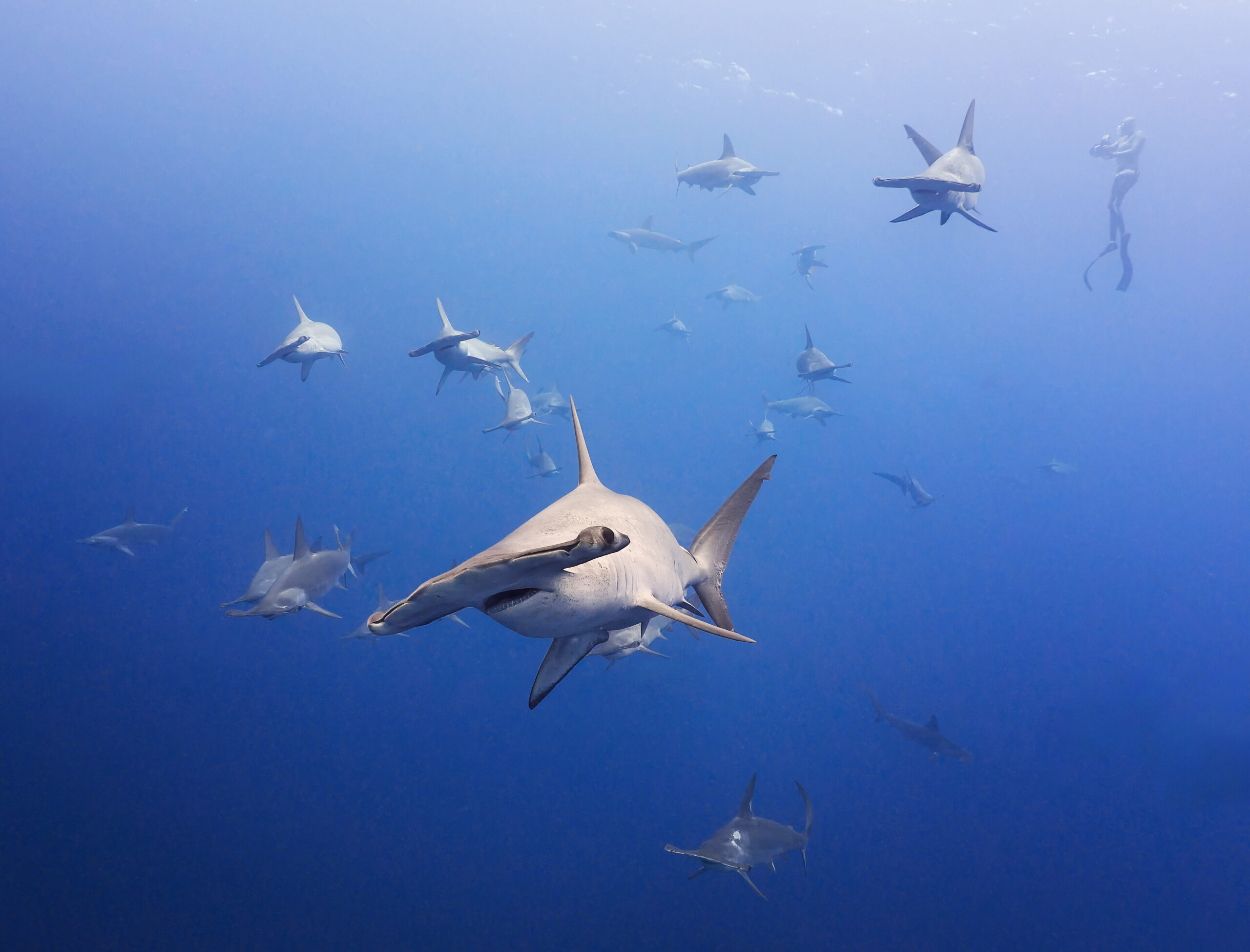 Darwin's Arch - Scalloped hammerhead shark (Sphyrna lewini) / Kladivoun bronzový
freediving diving