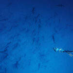 Darwin's Arch - Scalloped hammerhead shark (Sphyrna lewini) Kladivoun bronzový freediving diving underwater