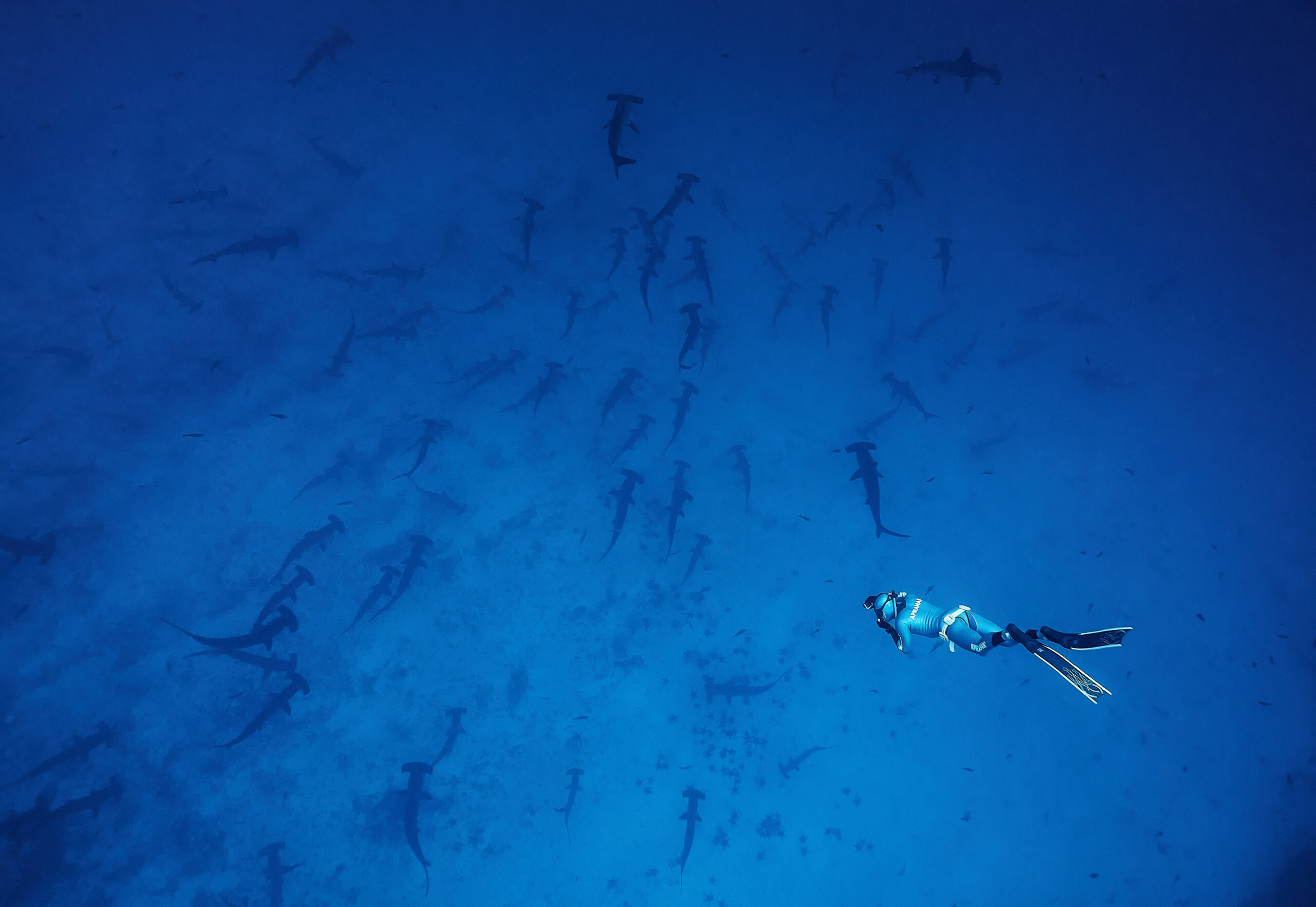 Darwin's Arch - Scalloped hammerhead shark (Sphyrna lewini) Kladivoun bronzový freediving diving underwater