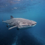 Isla Darwin - Whale shark (Rhincodon typus) / Žralok obrovský a.k.a "velrybák" freediving diving underwater