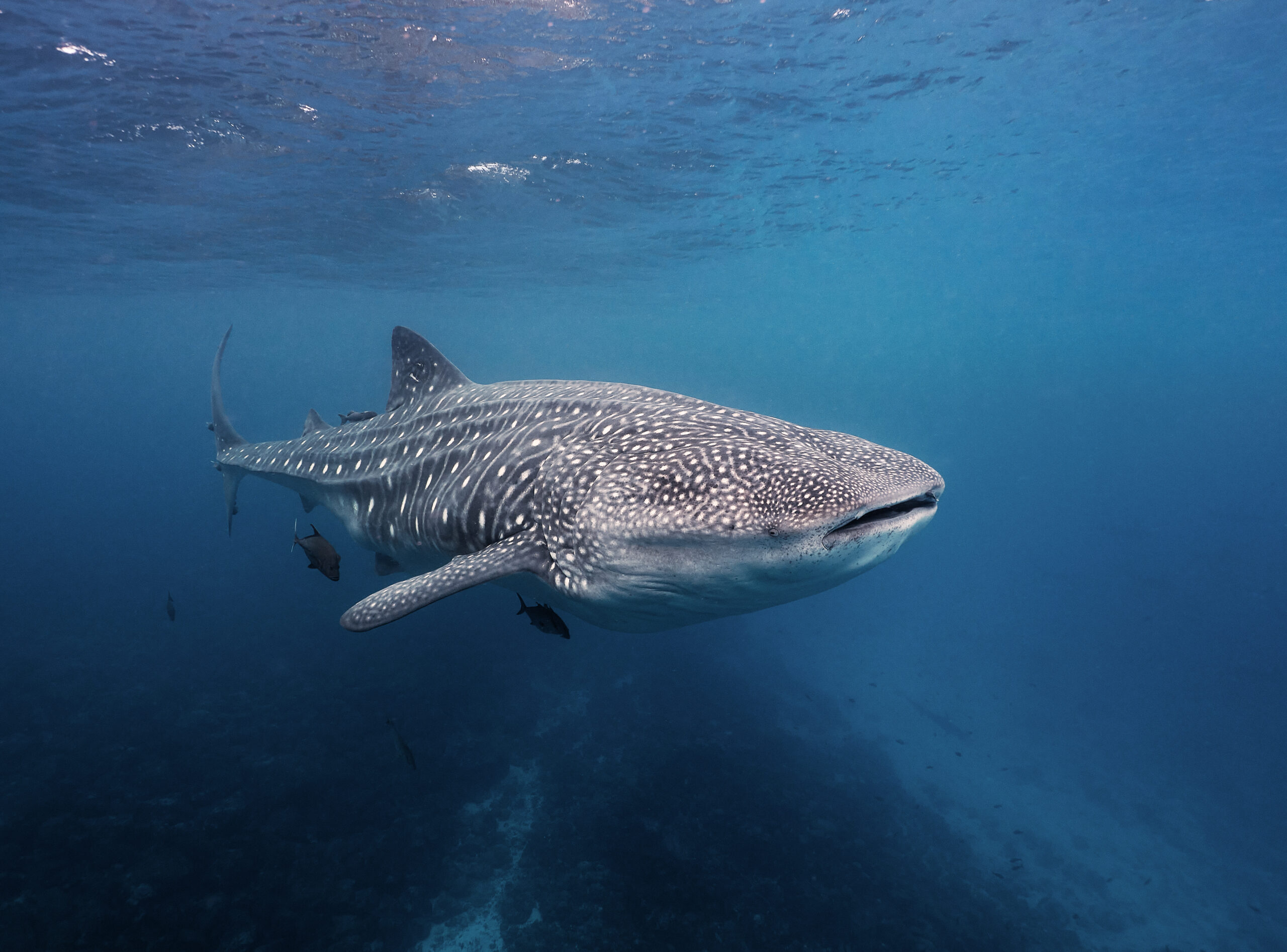 Isla Darwin - Whale shark (Rhincodon typus) / Žralok obrovský a.k.a "velrybák" freediving diving underwater
