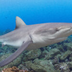 Galapagos shark (Carcharhinus galapagensis) attack útok žralok galapážský