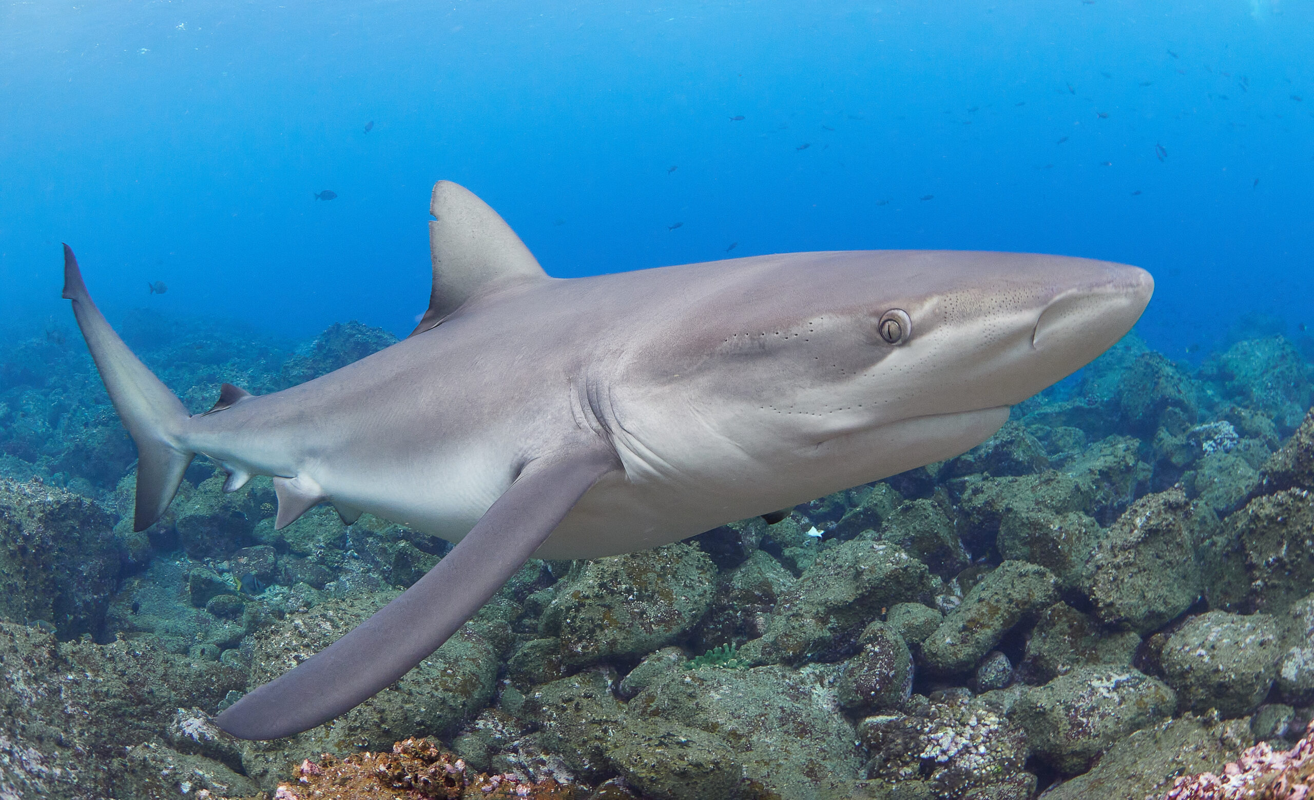 Galapagos shark (Carcharhinus galapagensis) attack útok žralok galapážský