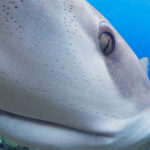 Galapagos shark Carcharhinus galapagensis attack útok žraloka galapážského