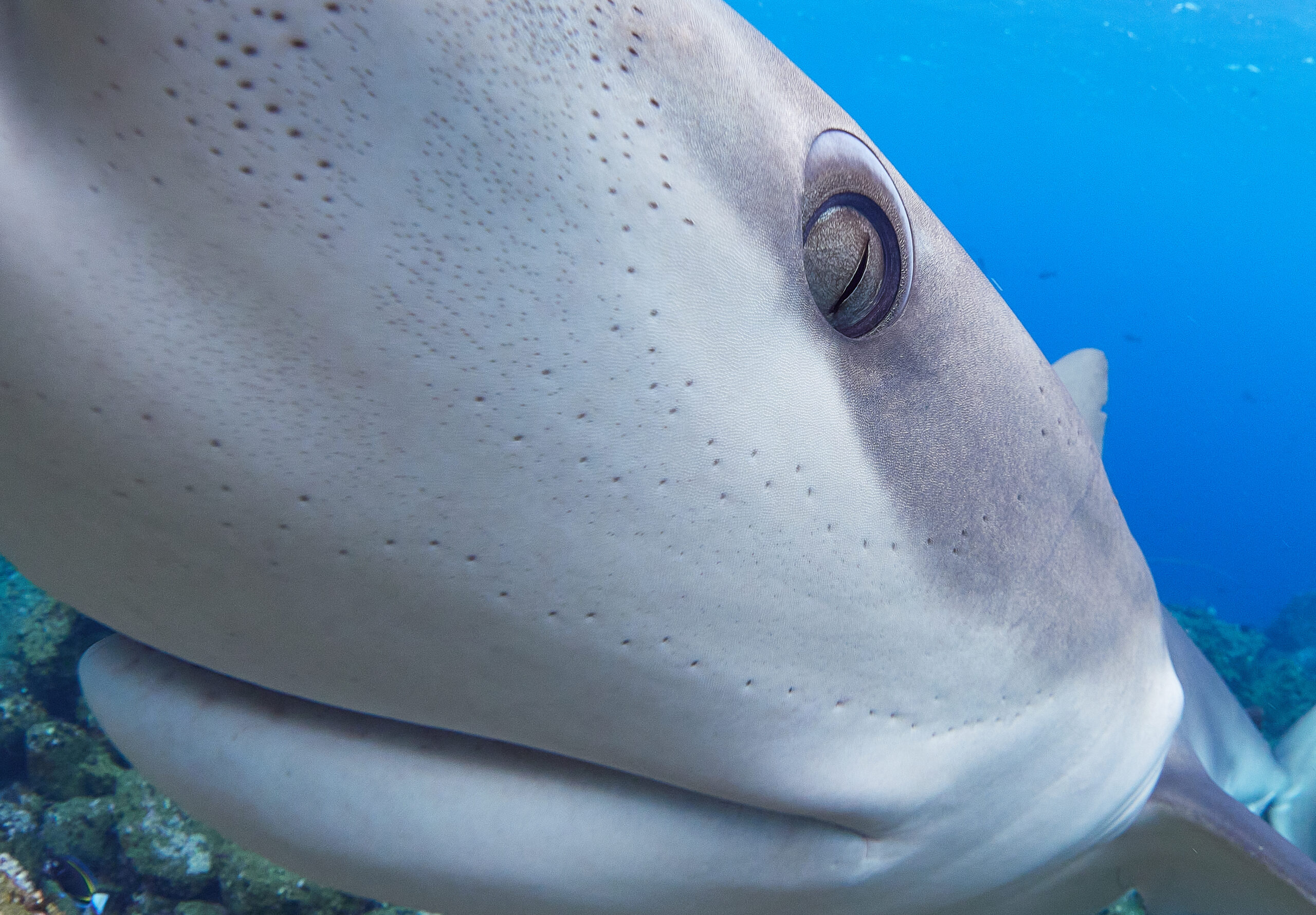 Galapagos shark Carcharhinus galapagensis attack útok žraloka galapážského 
