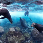 Isla Wolf - Galápagos sea lion (Zalophus wollebaeki) / Lachtan mořský underwater