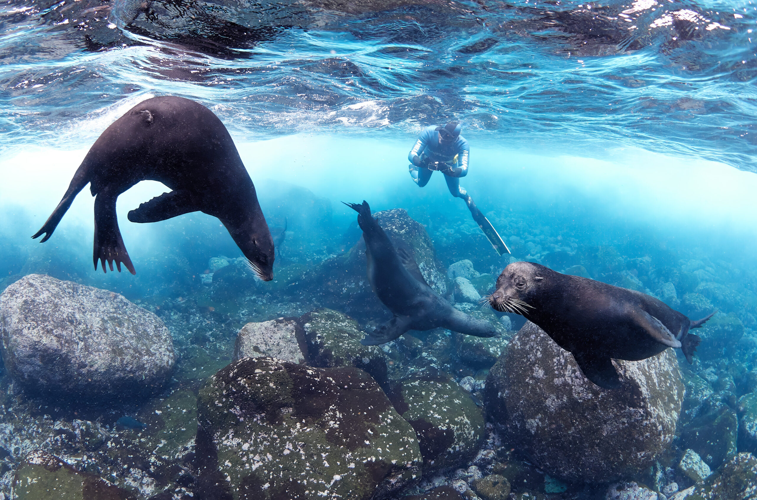 Isla Wolf - Galápagos sea lion (Zalophus wollebaeki) / Lachtan mořský underwater