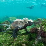 Isla Fernandina - Marine iguana (Amblyrhynchus cristatus) diving freediving underwater