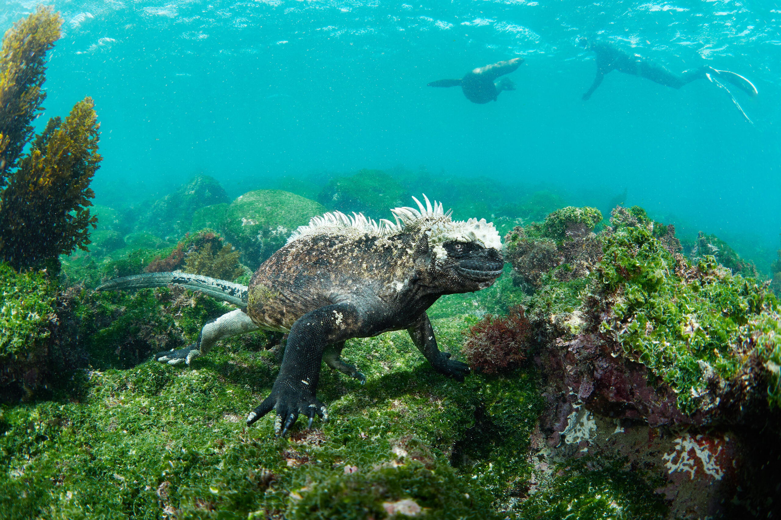 Isla Fernandina - Marine iguana (Amblyrhynchus cristatus) diving freediving underwater