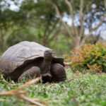 Santa Cruz - Galápagos giant tortoise (Chelonoidis niger) / Želva sloní