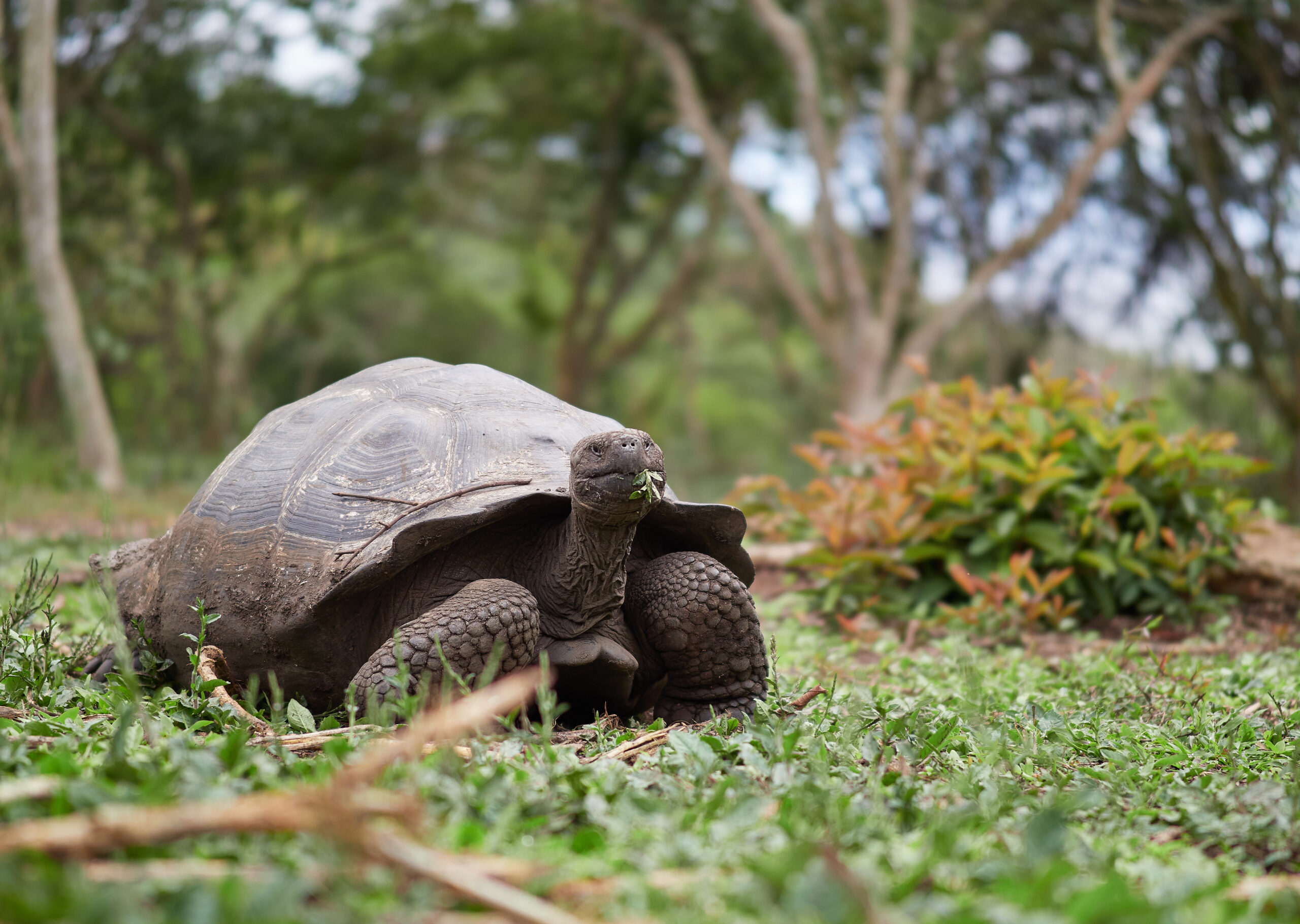 Santa Cruz - Galápagos giant tortoise (Chelonoidis niger) / Želva sloní