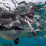 Isla Bartolomé - Galápagos penguin (Spheniscus mendiculus) / Tučňák galapážský diving underwater freediving