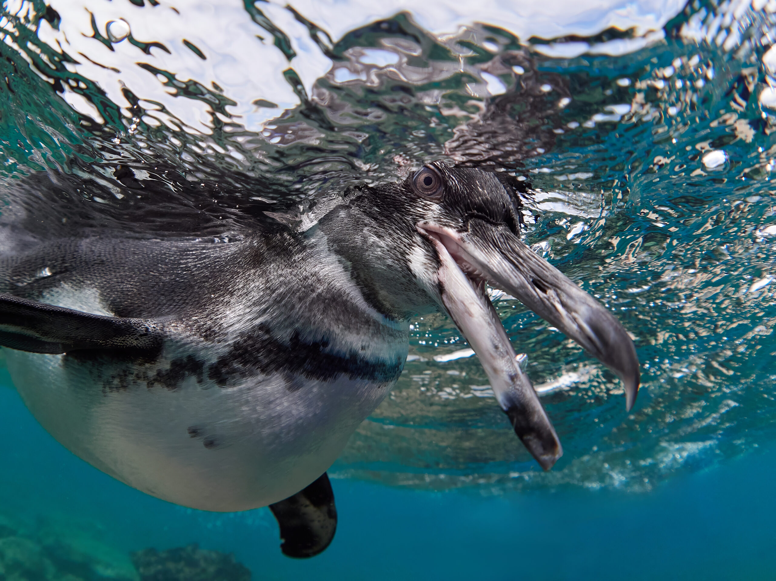 Isla Bartolomé - Galápagos penguin (Spheniscus mendiculus) / Tučňák galapážský diving underwater freediving