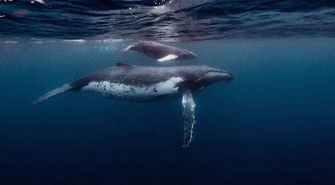 Galápagos 2024 apneasite featured humback underwater freediving expedition