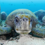 San Cristóbal - Galapagos green turtle (Chelonia mydas agassizii) / Kareta obrovská tichomořská: a.k.a Morla freediving diving underwater