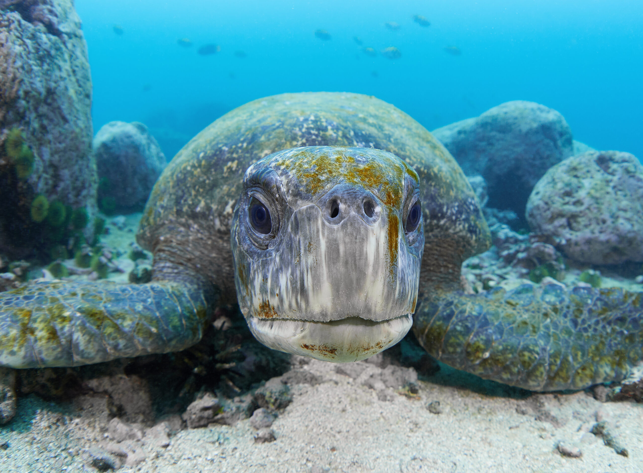 San Cristóbal - Galapagos green turtle (Chelonia mydas agassizii) / Kareta obrovská tichomořská: a.k.a Morla freediving diving underwater