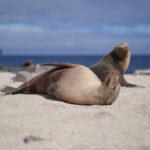 Isla Seymour Norte – Galápagos sea lion (Zalophus wollebaeki) / Lachtan mořský