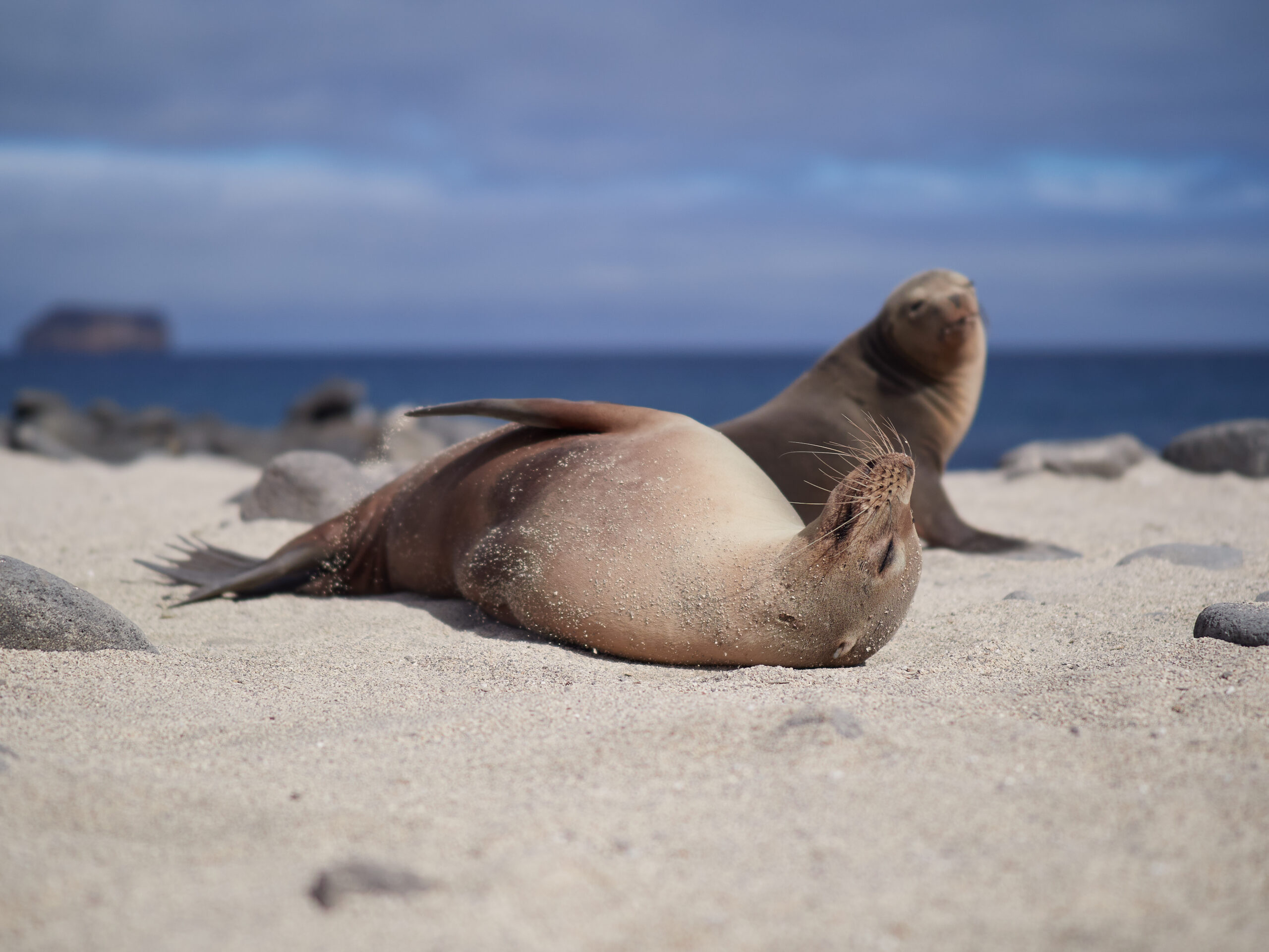 Isla Seymour Norte – Galápagos sea lion (Zalophus wollebaeki) / Lachtan mořský
