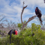 Isla Seymour Norte - Magnificent Frigatebird (Fregata magnificens) / Fregatka vznešená