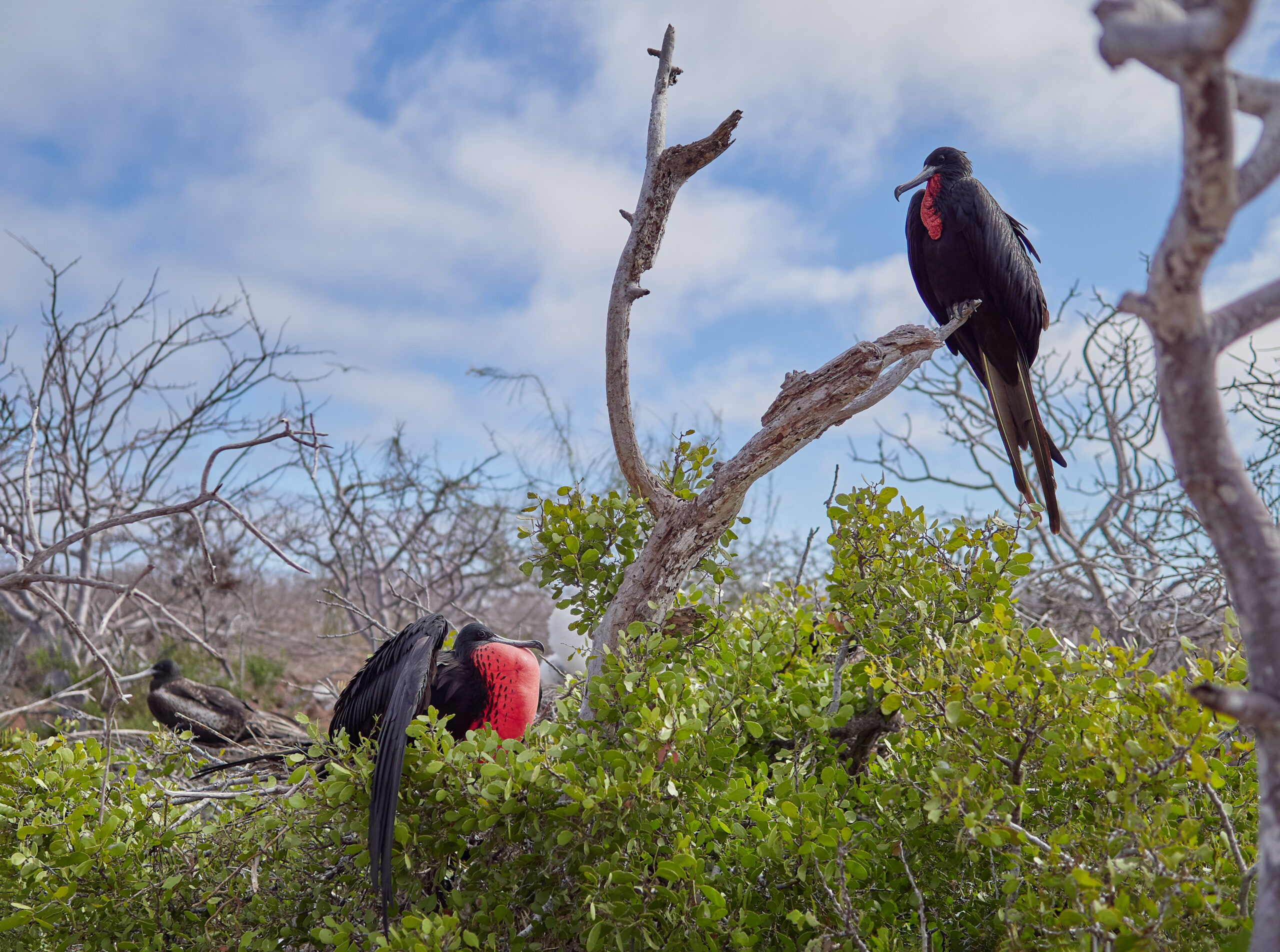 Isla Seymour Norte - Magnificent Frigatebird (Fregata magnificens) / Fregatka vznešená
