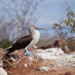 Isla Seymour Norte – Blue-footed booby (Sula nebouxii) / Terej modronohý