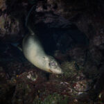 Isla Santa Fé – Galápagos sea lion (Zalophus wollebaeki) / Lachtan mořský freediving diving underwater