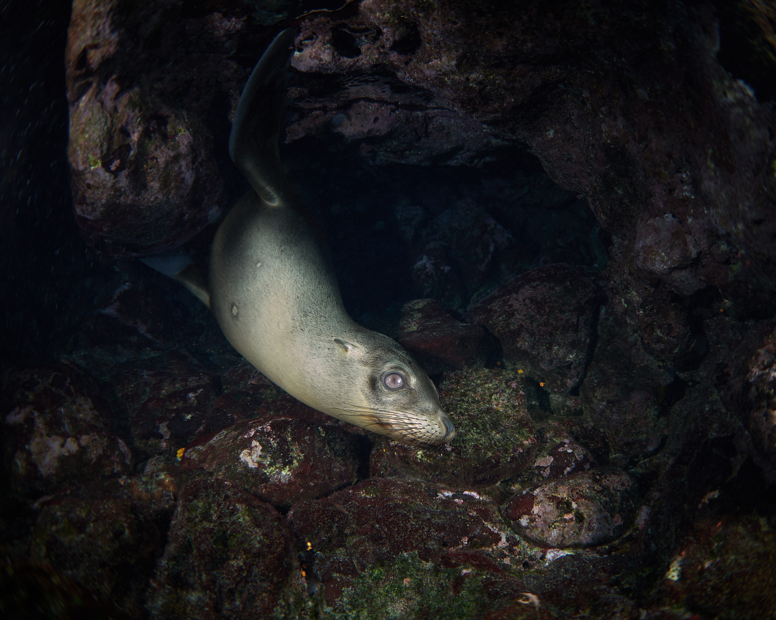 Isla Santa Fé – Galápagos sea lion (Zalophus wollebaeki) / Lachtan mořský freediving diving underwater
