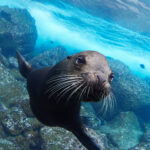 Freediving Isla Wolf – Galápagos sea lion (Zalophus wollebaeki) / Lachtan mořský