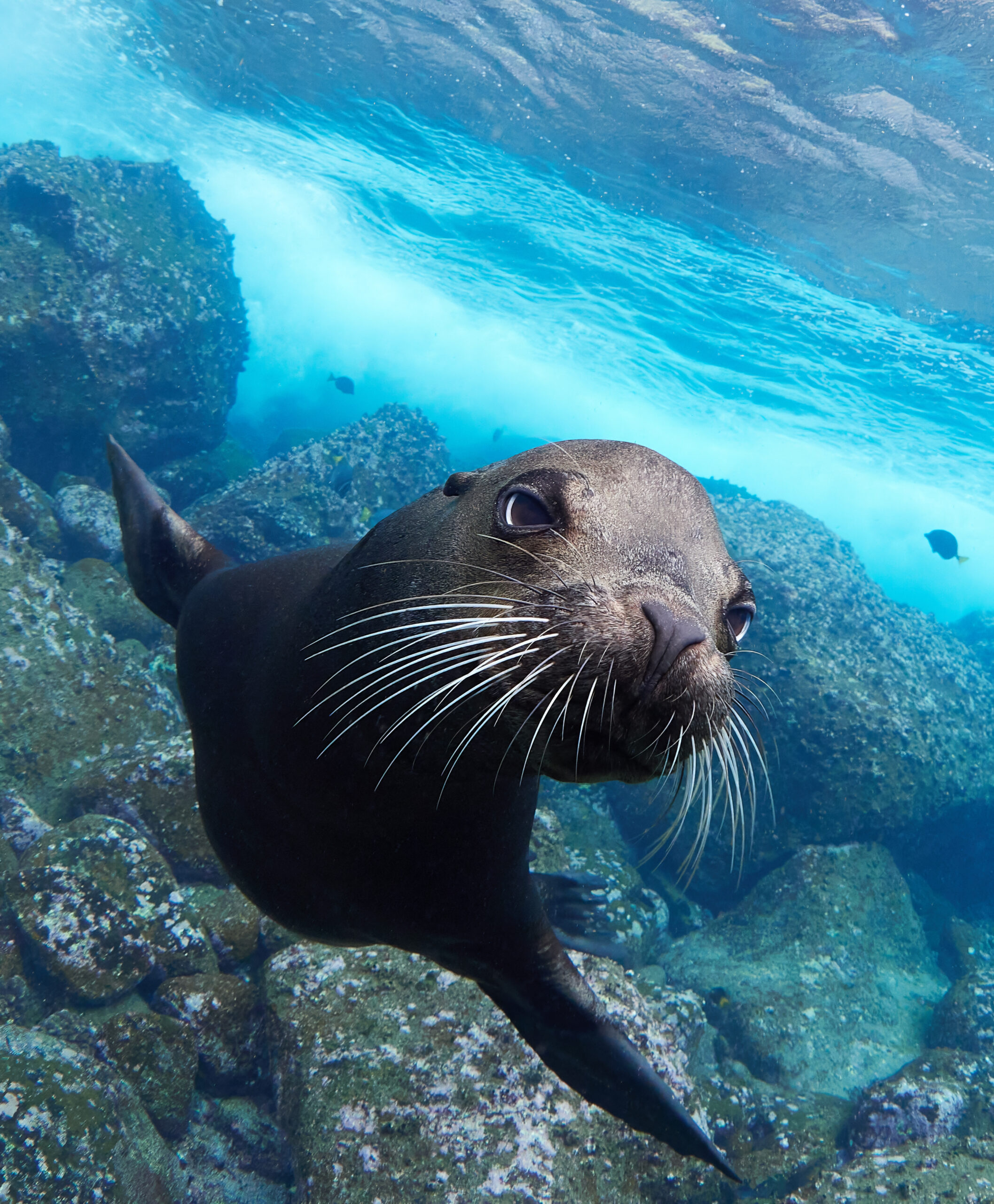 Freediving Isla Wolf – Galápagos sea lion (Zalophus wollebaeki) / Lachtan mořský