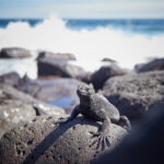 San Cristóbal sea iguana Amblyrhynchus cristatus leguán mořský