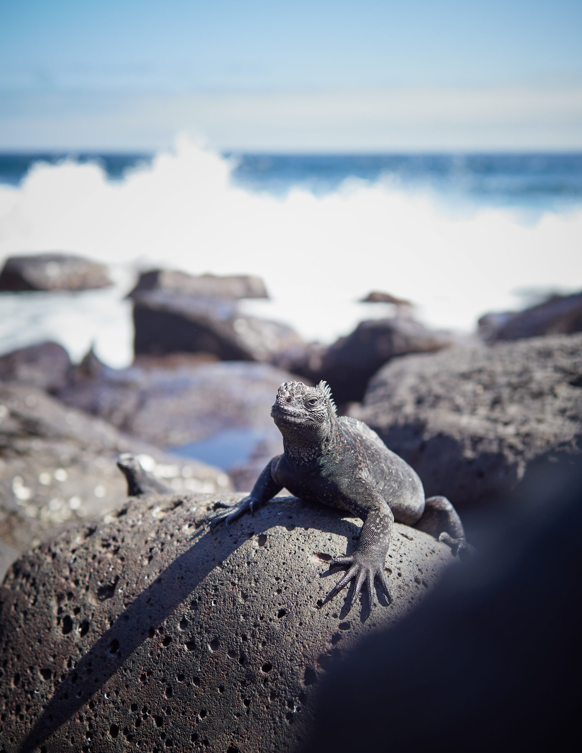 San Cristóbal sea iguana Amblyrhynchus cristatus leguán mořský