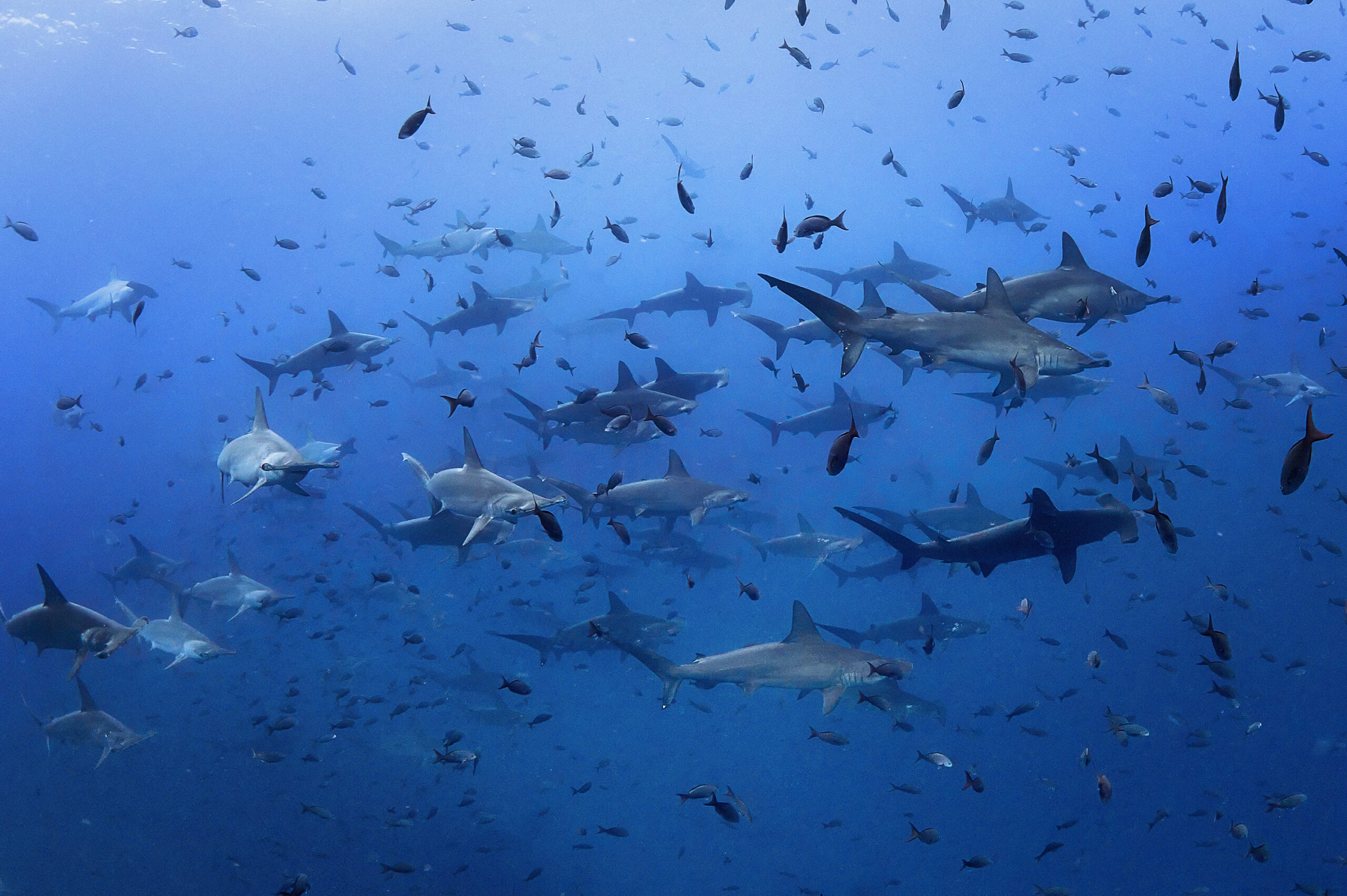 galápagos underwater hammerhed freediving 