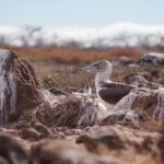 Galápagos 2024 Isla Seymour Norte Sula nebouxii Blue-footed booby terej mondronohý