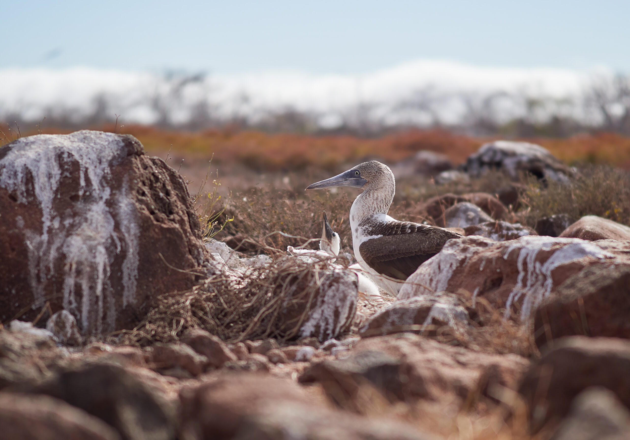 Galápagos 2024 Isla Seymour Norte Sula nebouxii Blue-footed booby terej mondronohý 