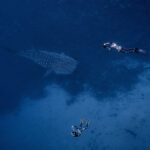 galapagos whale shark freediving rhincodon typus underwater freediver underwater dive