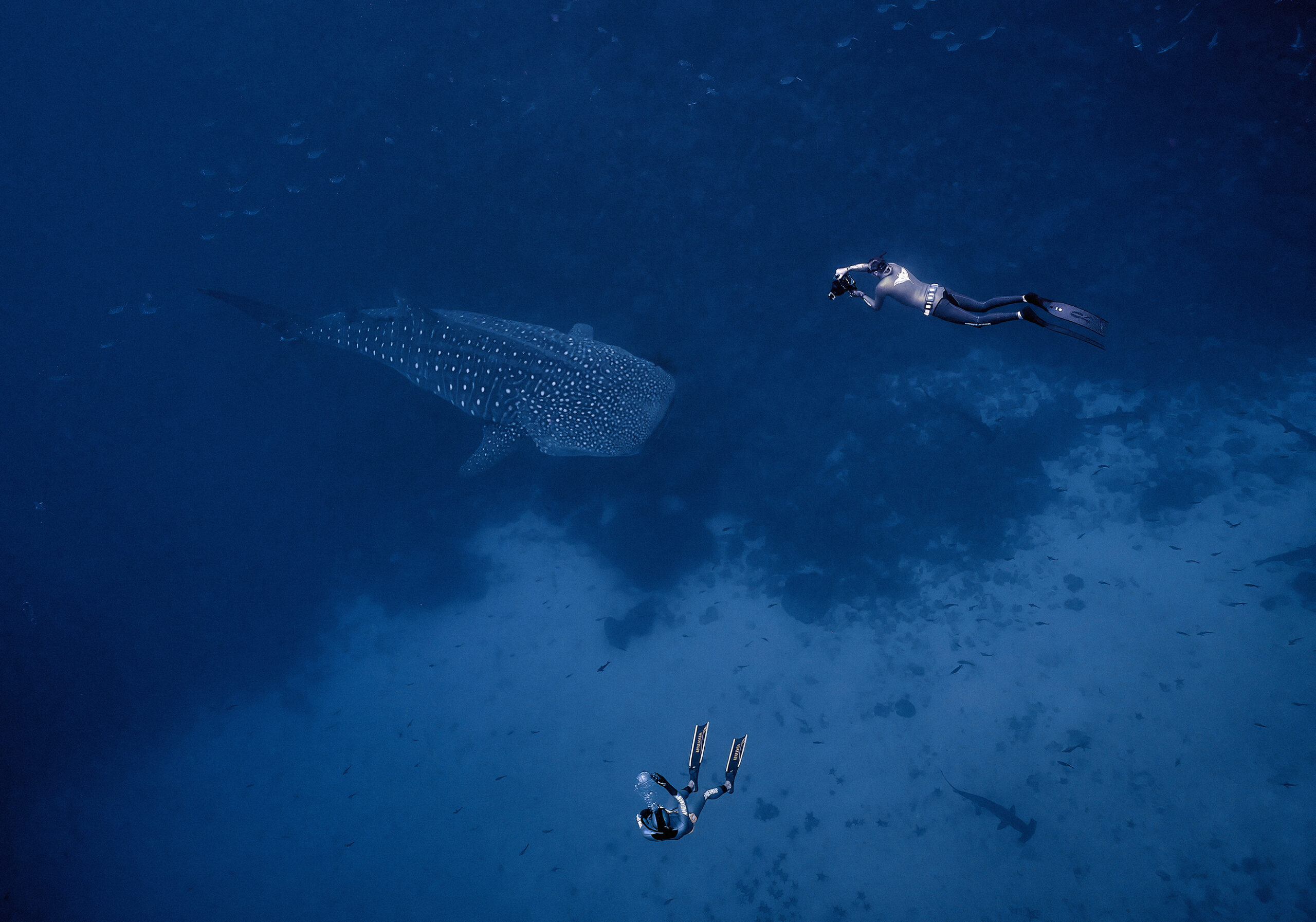 galapagos whale shark freediving rhincodon typus underwater freediver underwater dive