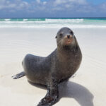 sea lion galapagos lachtan mořský san critóbal zalophus wollebaeki