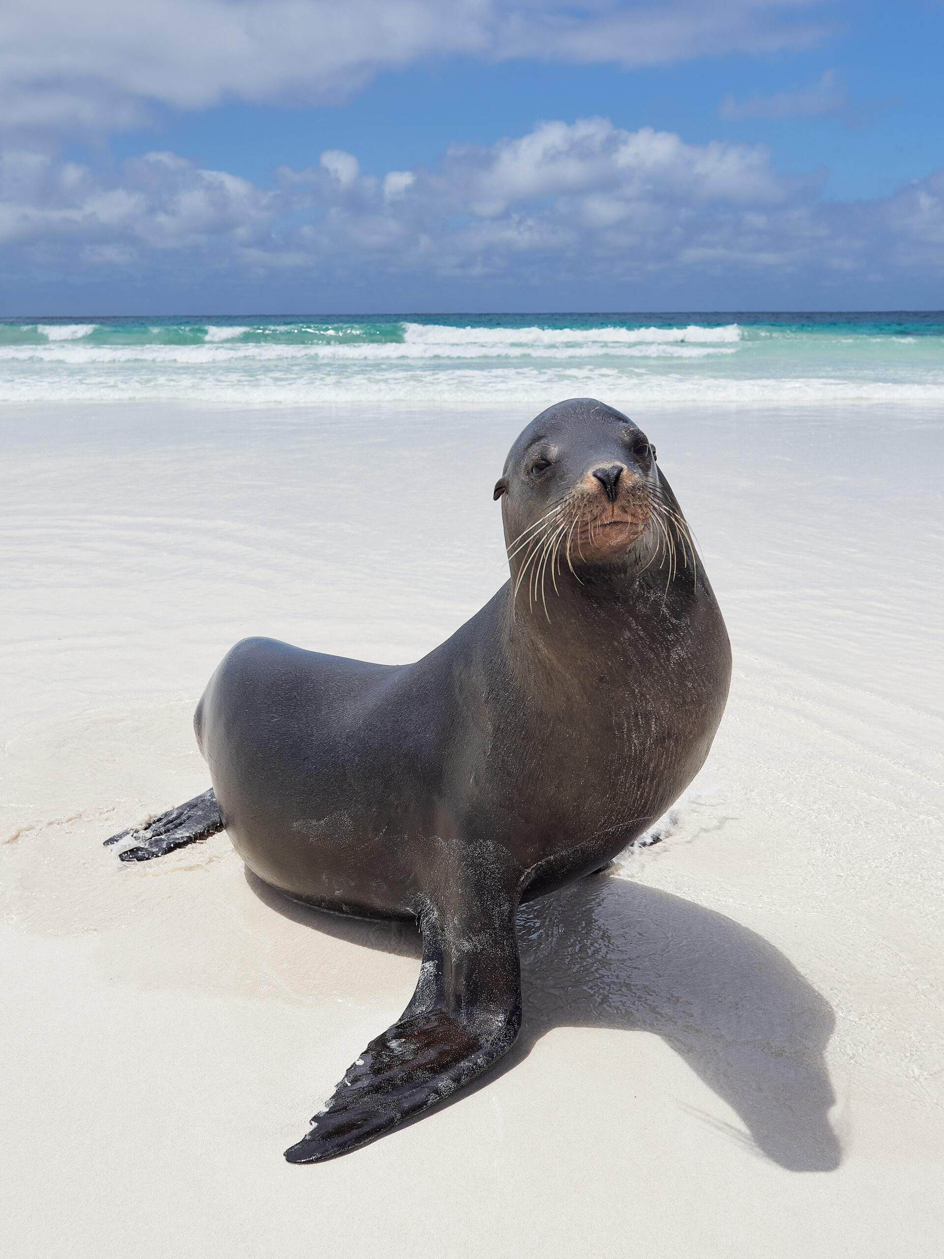 sea lion galapagos lachtan mořský san critóbal zalophus wollebaeki