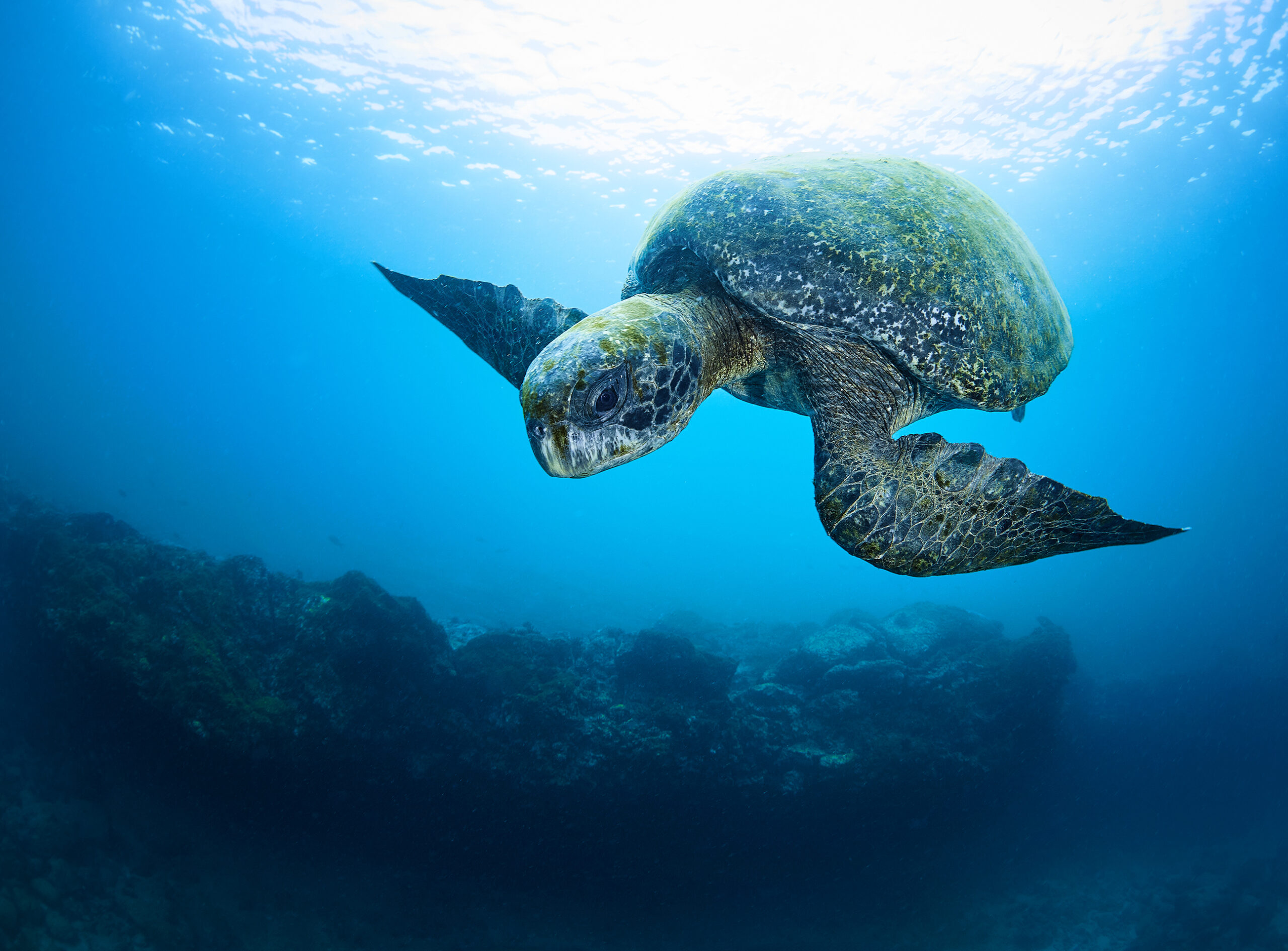 Galapagos turtle chelonia mydas agassizii underwater freediving green turtle