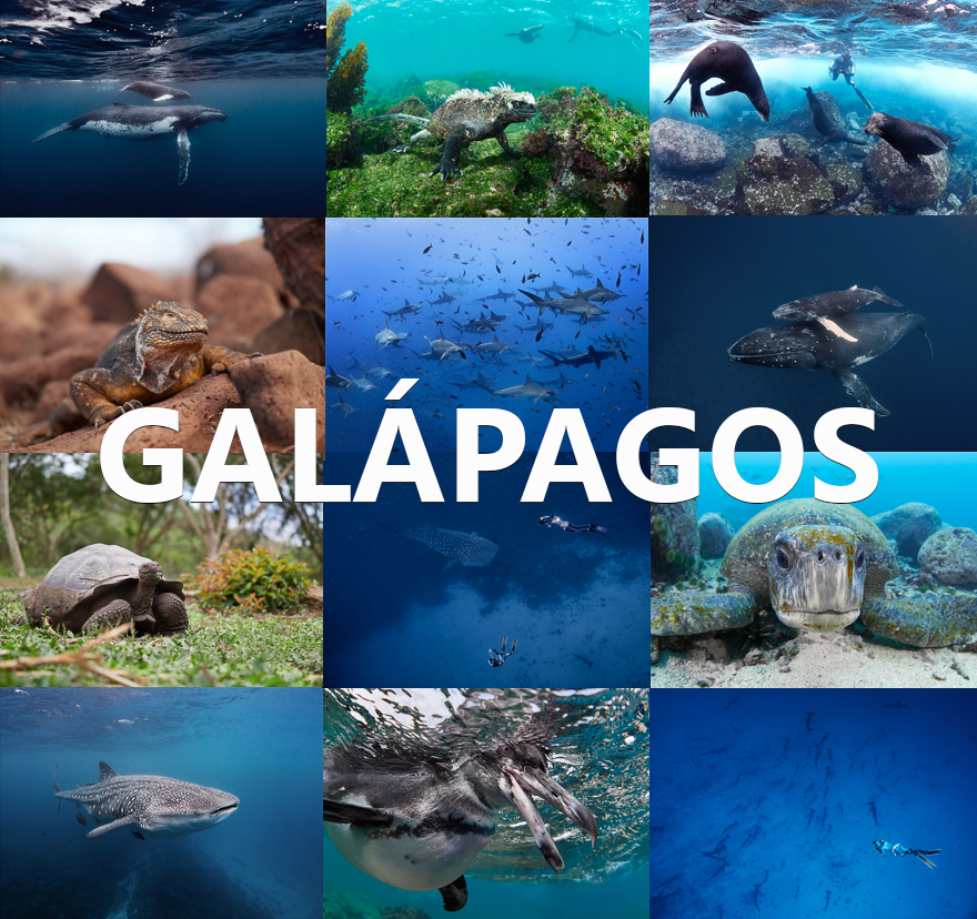 Galapagos Diving Freediving underwater 