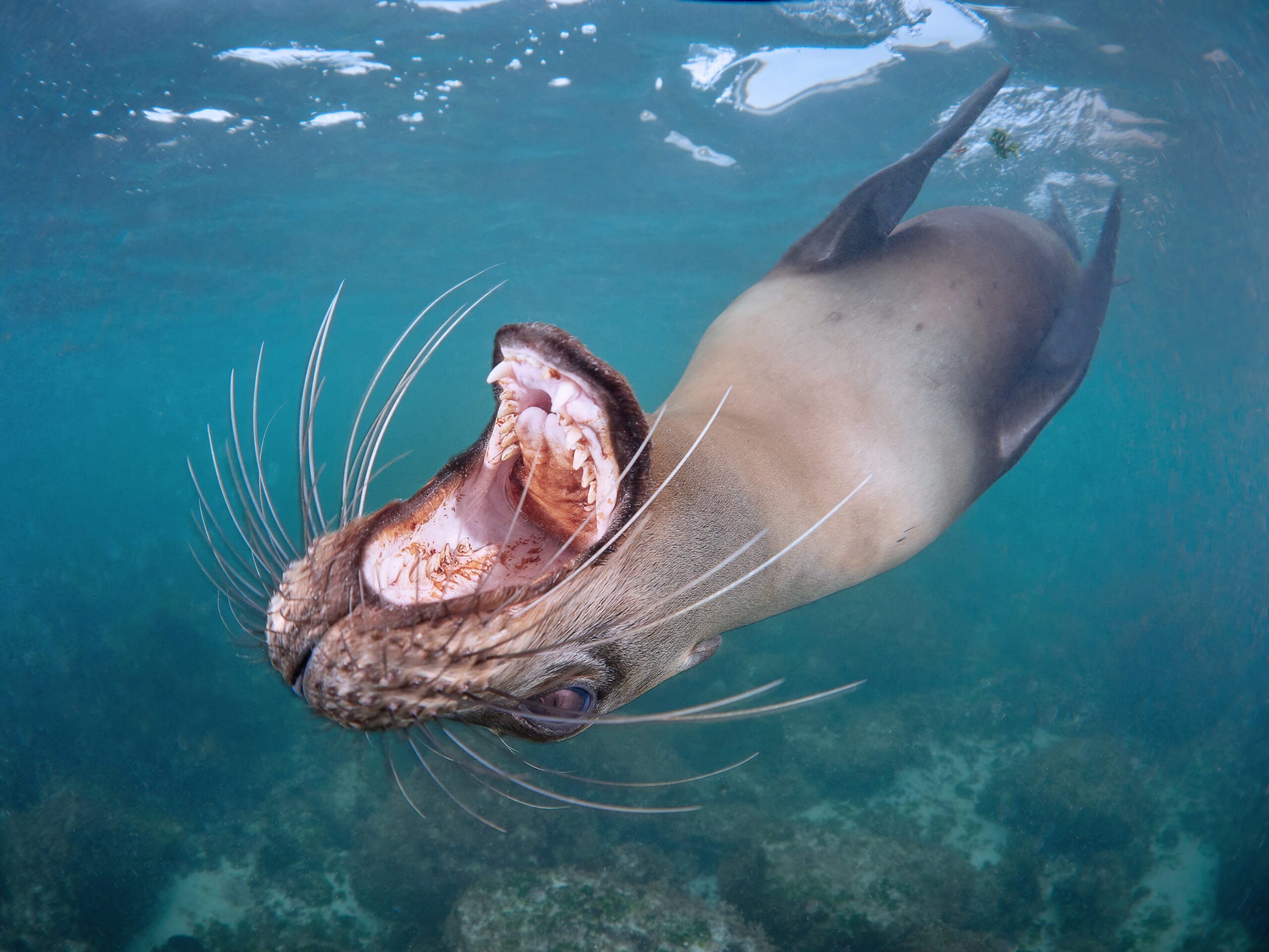 freediving underwater diving Isla de San Cristóbal - Galápagos sea lion (Zalophus wollebaeki) / Lachtan mořský