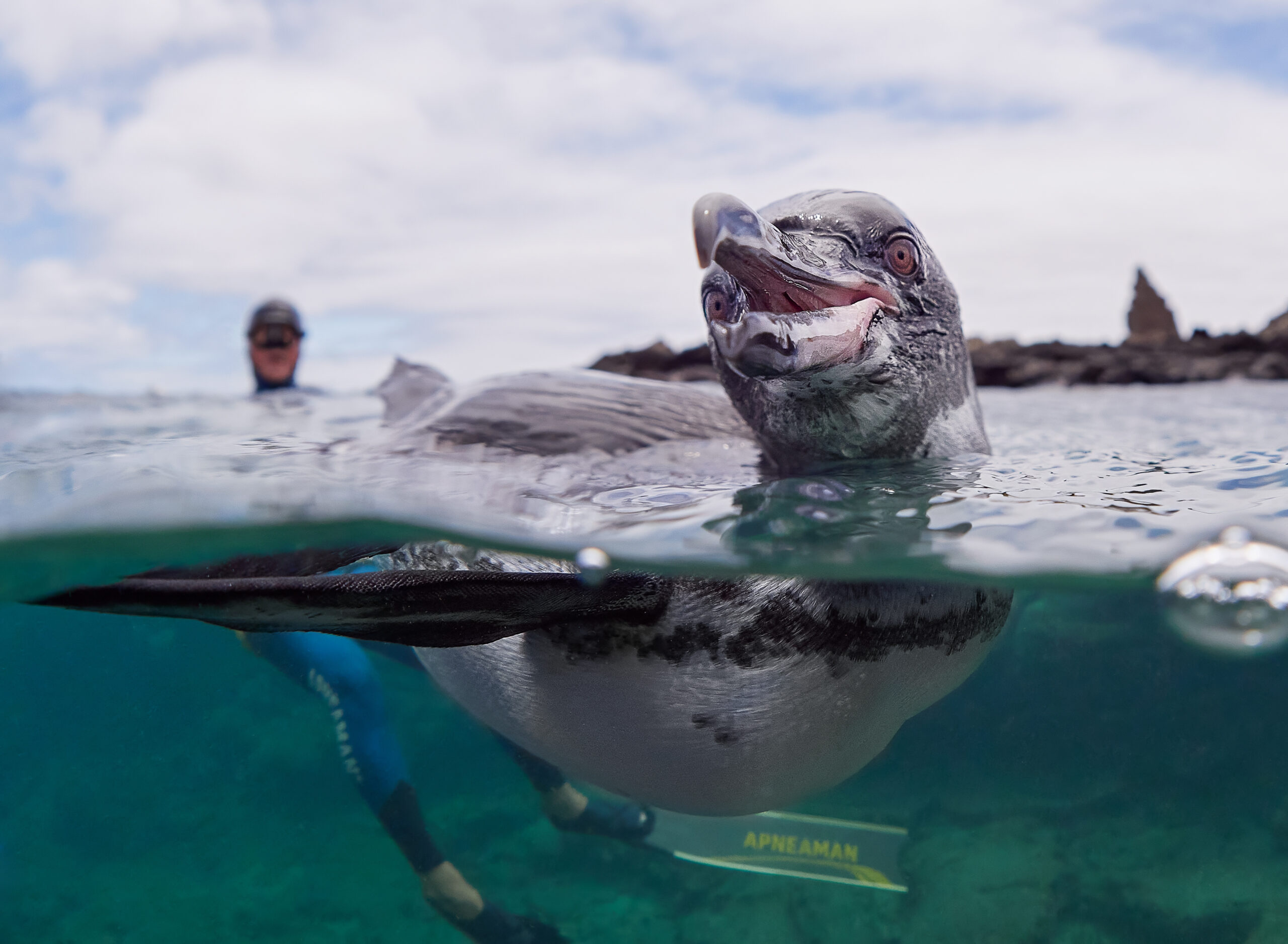 Isla Bartolomé – Galápagos penguin (Spheniscus mendiculus) / Tučňák galapážský